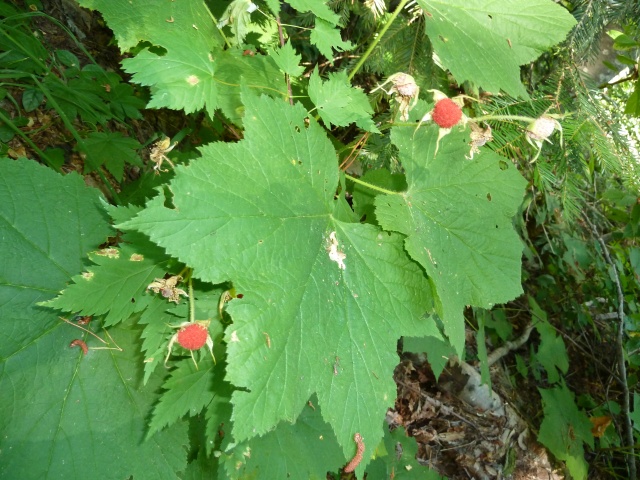 P1010183.jpg