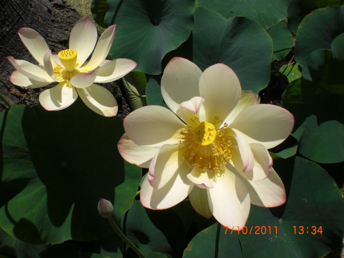 2011_07100046.JPG