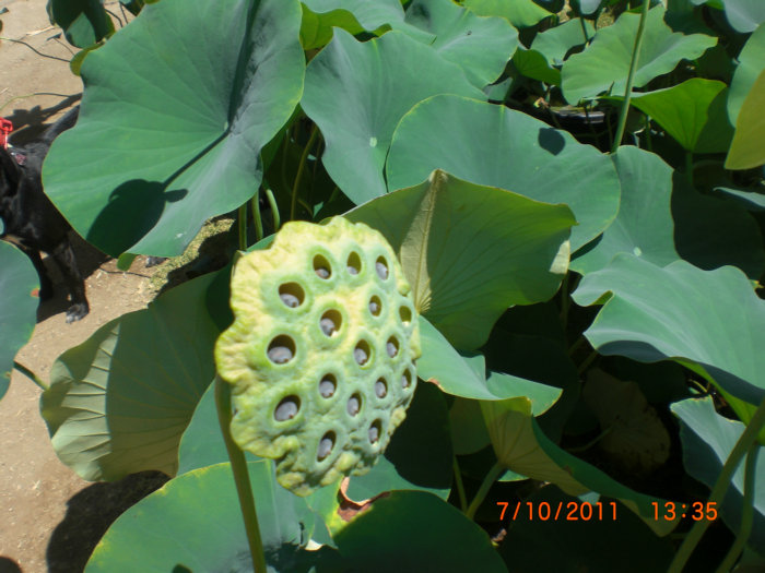 2011_07100049.JPG