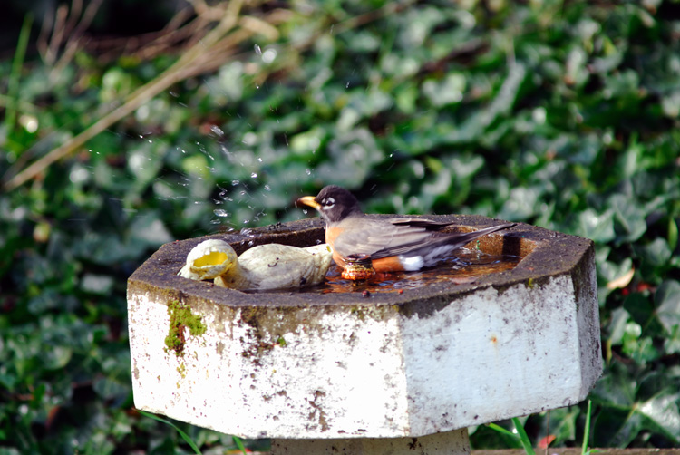 DSC_1161aa.jpg