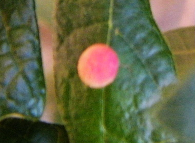 nEO_IMG_DSCF1659.jpg