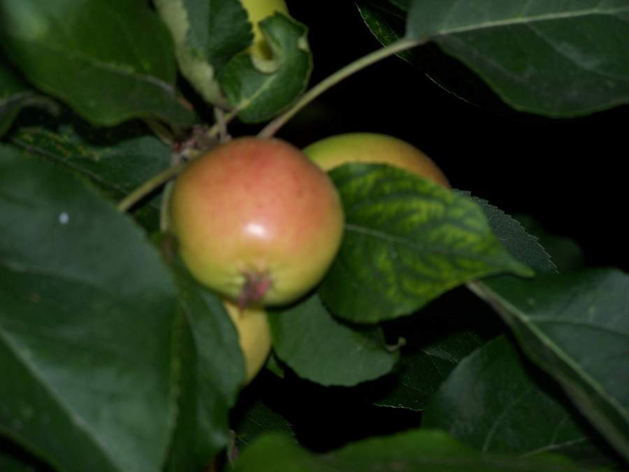 2010 667.jpg