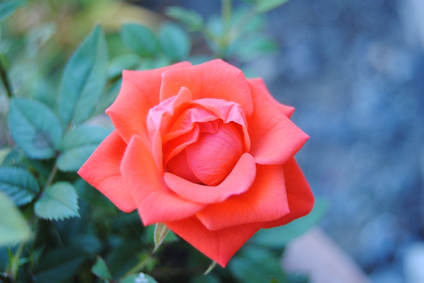 DSC_6677.JPG