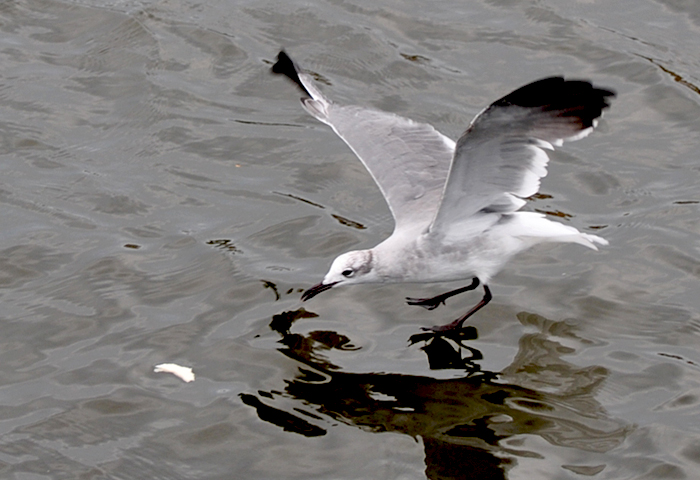 DSC_6611.JPG