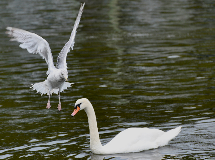 DSC_6531.JPG