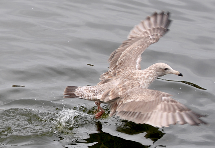DSC_6550.JPG