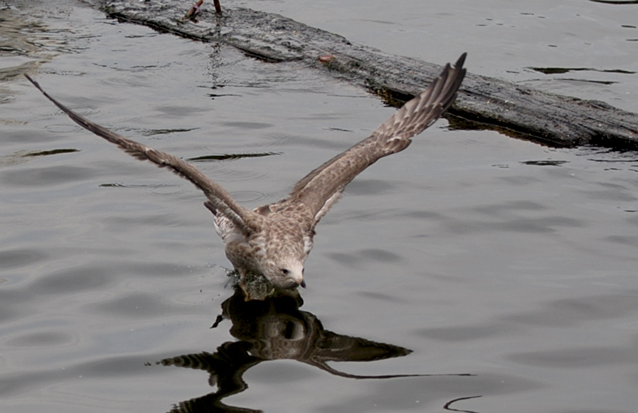 DSC_6547.JPG