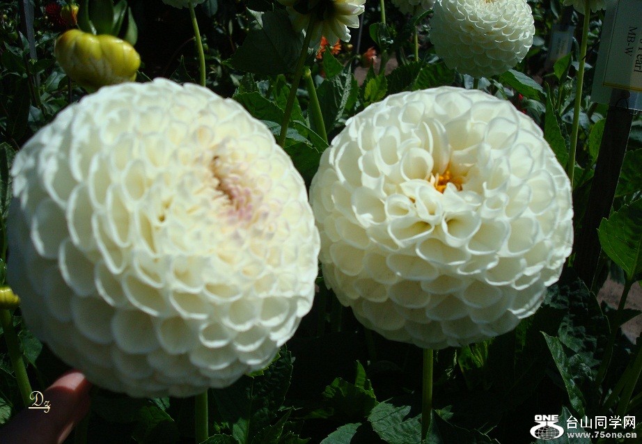 DSC09555-d.jpg