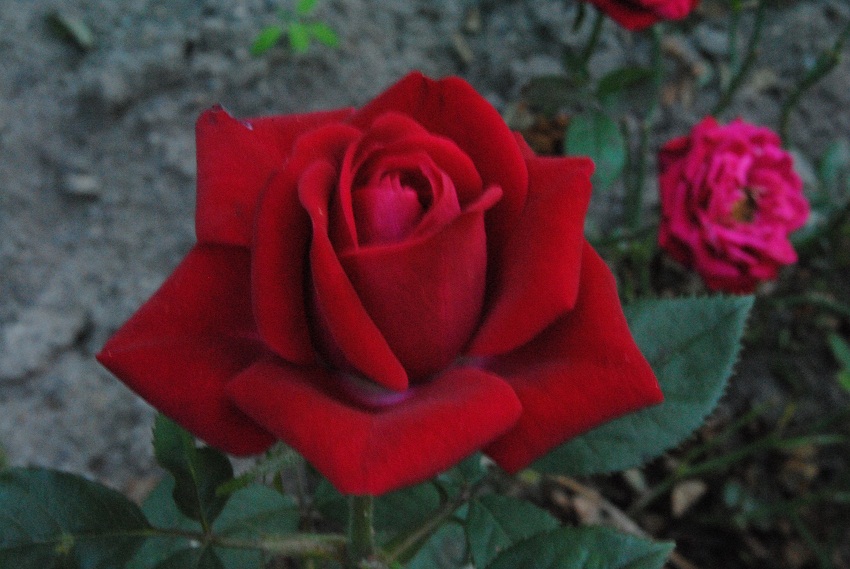 DSC_6684.JPG