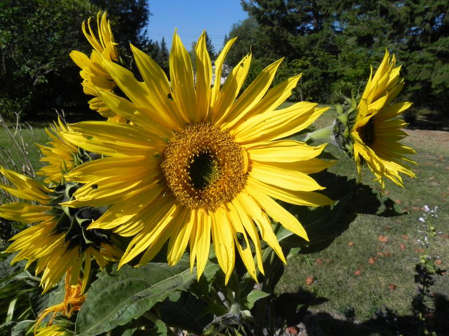 2010 960.jpg