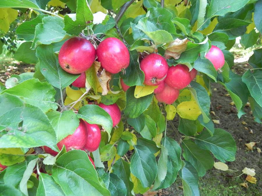 2010 953.jpg