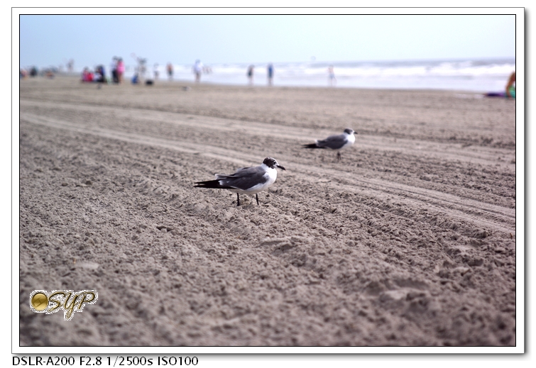 DSC04359a.jpg