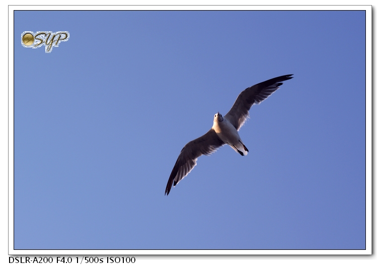 DSC04147a.jpg