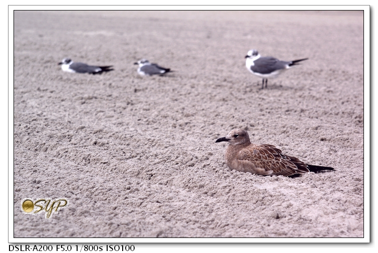 DSC04326a.jpg