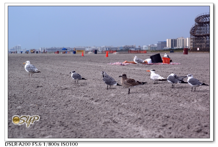 DSC04322a.jpg