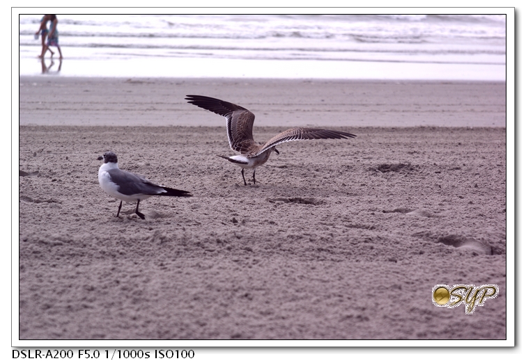 DSC04336a.jpg