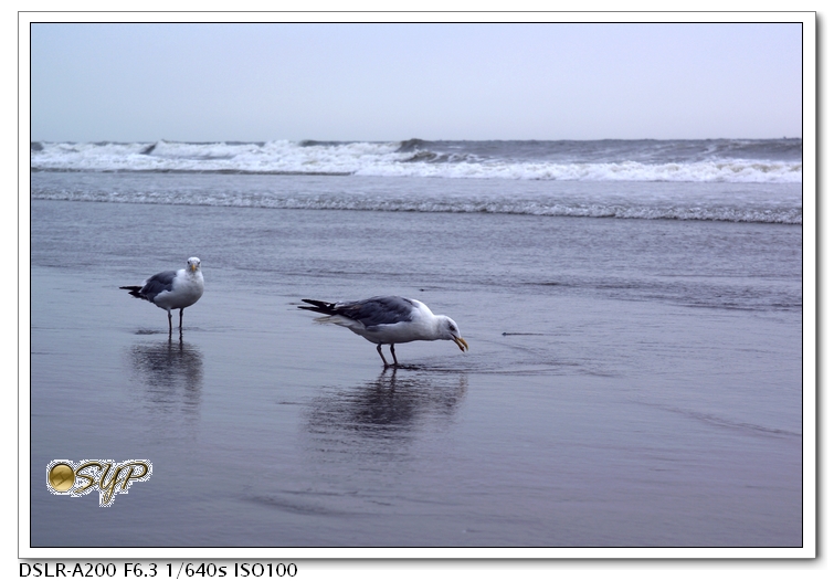 DSC04288a.jpg