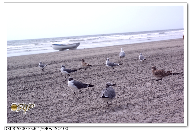 DSC04334a.jpg
