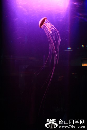 IMG_8526.jpg