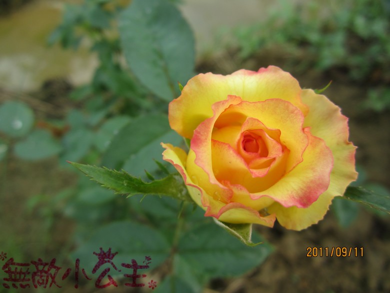 õ�� 191_conew1.jpg