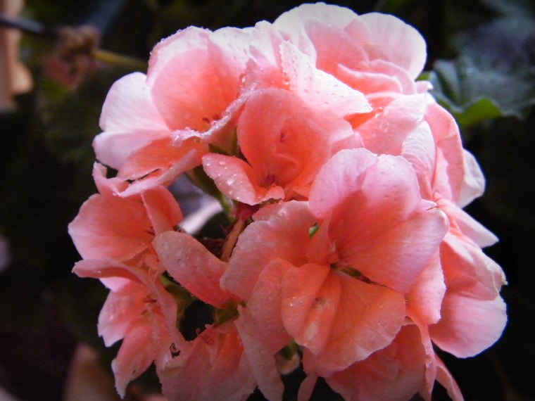 DSCF5508=0.jpg