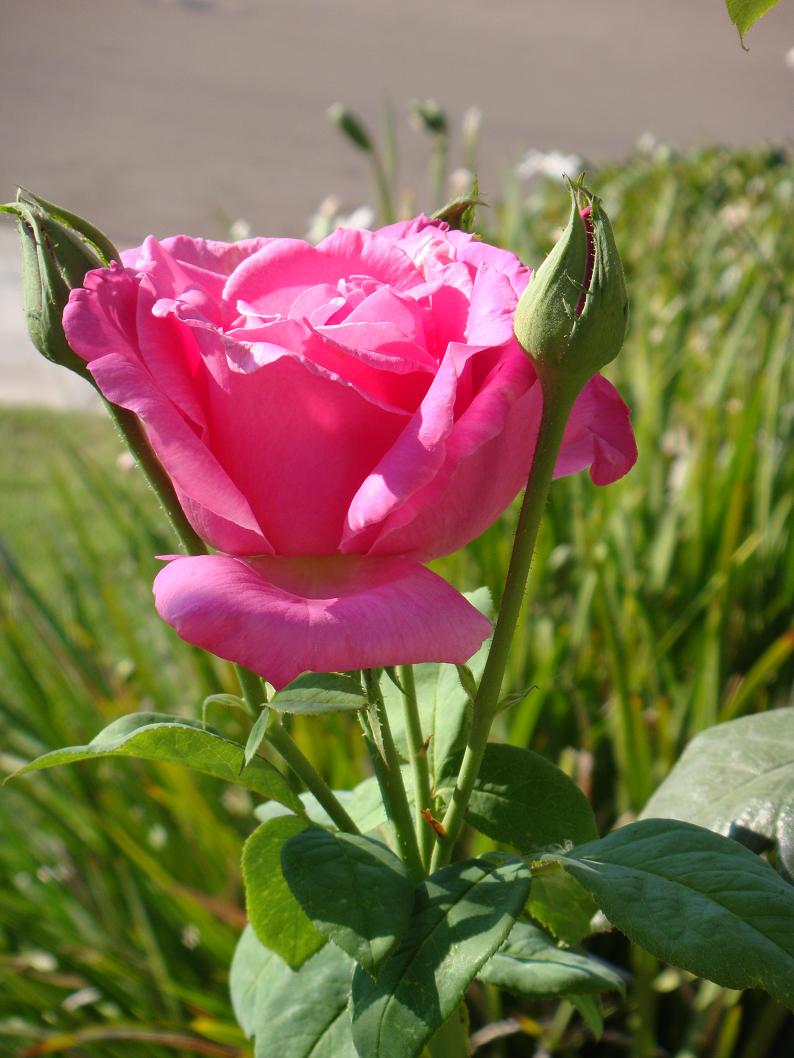 DSC04945.JPG