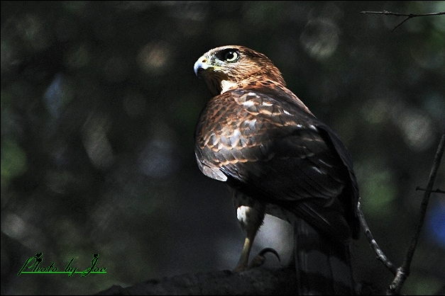 Picture 058-2.jpg