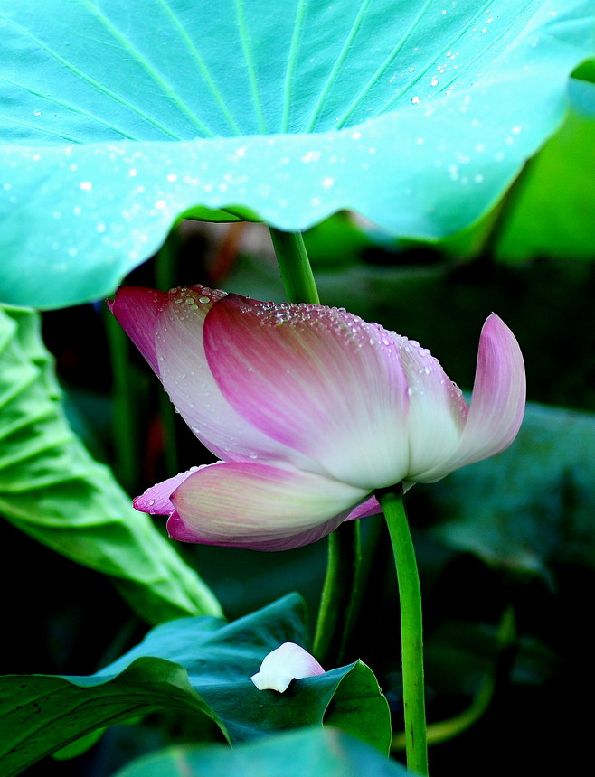DSC_6902aa.jpg