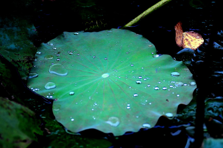 DSC_6937aa.jpg