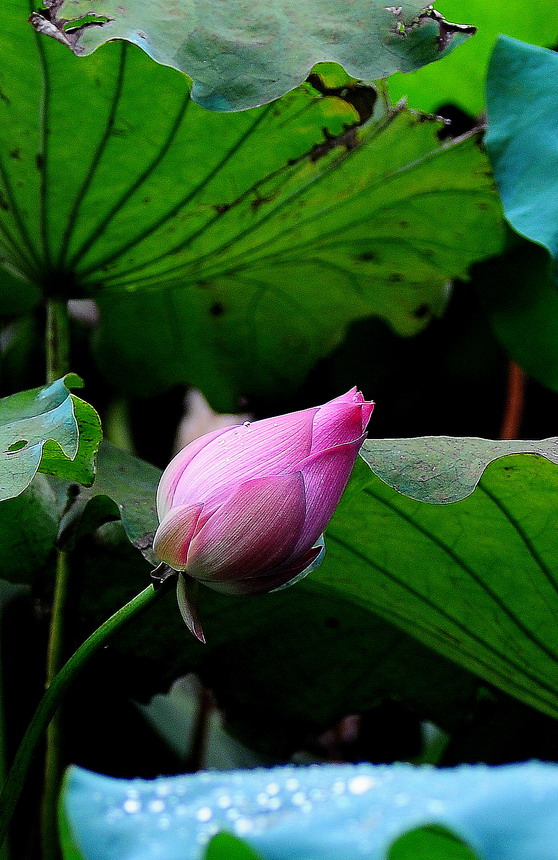 DSC_6921aa.jpg