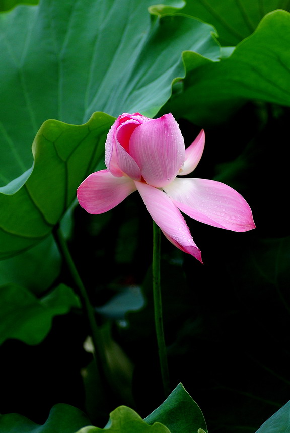 DSC_6801aa.jpg