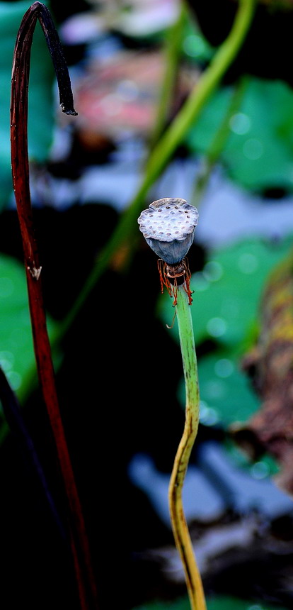 DSC_6891aa.jpg