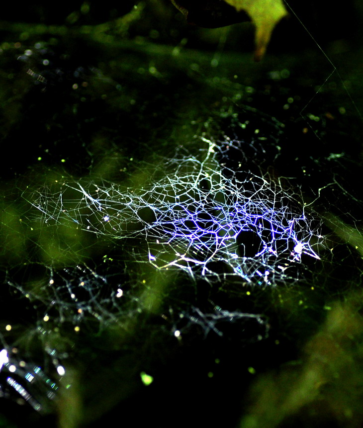 DSC_7321a.jpg