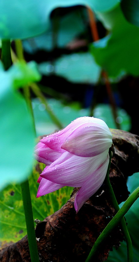 DSC_6728aa.jpg