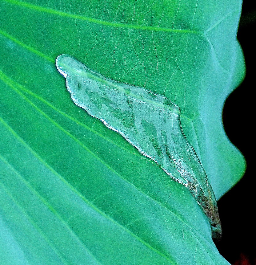 DSC_6879aa.jpg