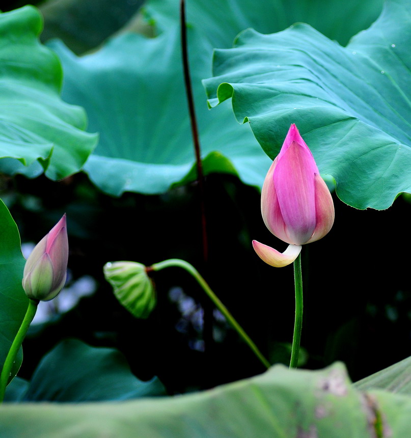 DSC_6770aa.jpg