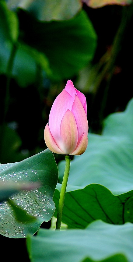 DSC_6786aa.jpg