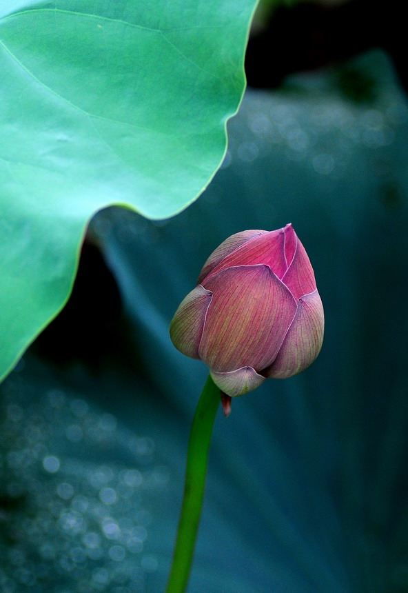 DSC_6730aa.jpg