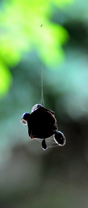 DSC_7533a.jpg