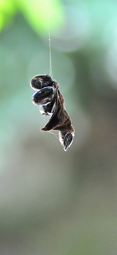 DSC_7535a.jpg