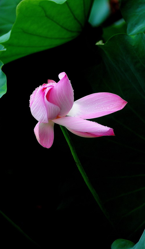 DSC_6814aa.jpg