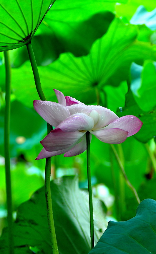 DSC_6705aa.jpg