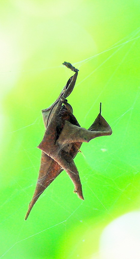 DSC_7410a.jpg