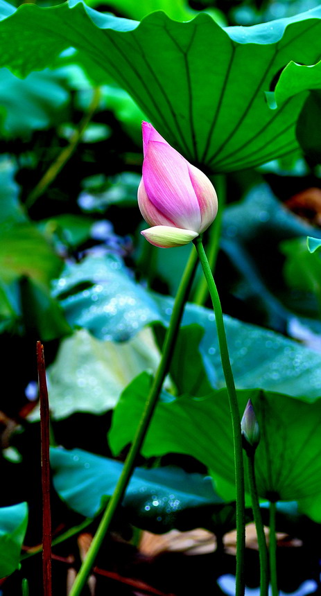 DSC_6719aa.jpg