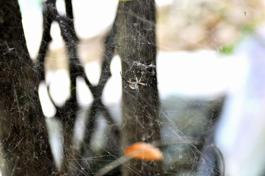 DSC_7528a.jpg
