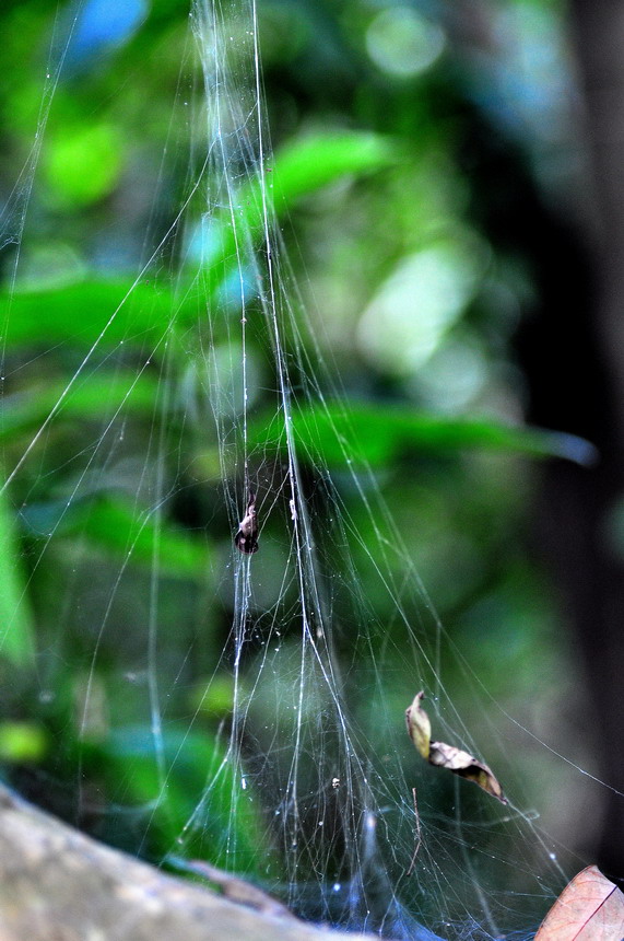 DSC_7251a.jpg