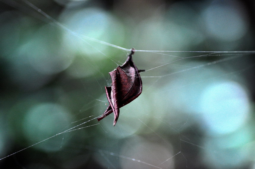 DSC_7414a.jpg