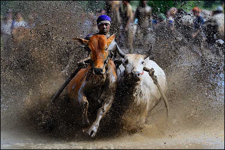 Bull race 1a.jpg