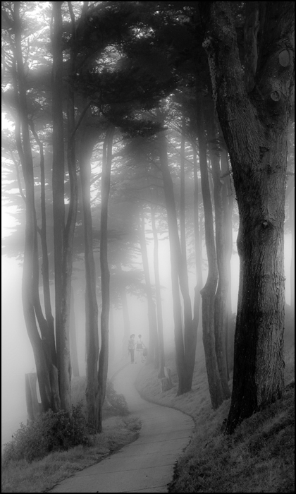 Misty Woods.jpg