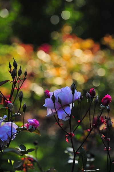 DSC_6121_conew1.jpg